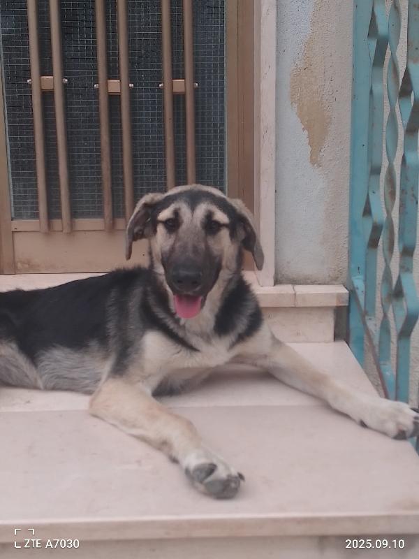 😍💕KimberlY splendida cucciola cerca la sua famiglia 🏠 Foto 3